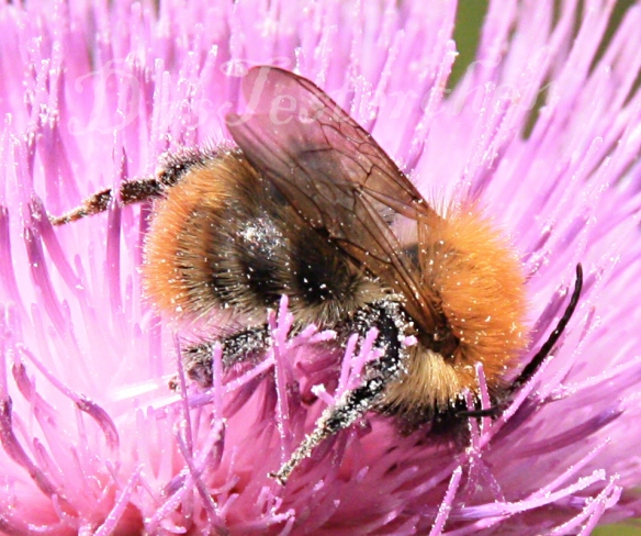 Mauerbiene beim Pollen Sammeln